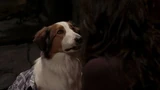 Samcollie