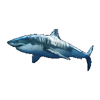 Huge item GreatWhiteShark 01