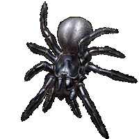 Huge item FunnelWebSpider 01.gif