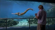 Emma Swimming In Sea World's Fish Tank