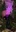 Simulacrum (Town Network Painting) Live