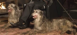 Dog Malfoy