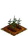 Corn seedling.png