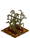 Corn withered.png