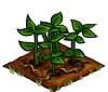 Potatoes green.png