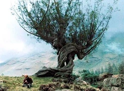 Whomping Willow PA