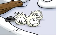 White-puffles