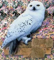 Hedwig.jpg