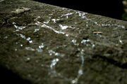 Slug Snail Trail