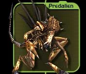 Predqueen.jpg (6 KB) Predqueen