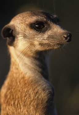 meerkat avatar