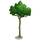 Japanese Maple-icon