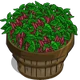 Amaranth Bushel-icon