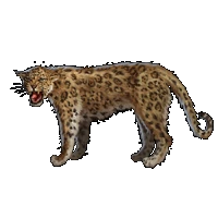 Huge item arabianleopard 01.gif