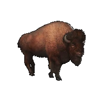 Huge item buffalo 01