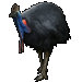 Item cassowary 01.gif