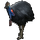 Item cassowary 01