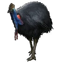 Huge item cassowary 01.gif
