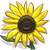 Sunflowers-icon.png