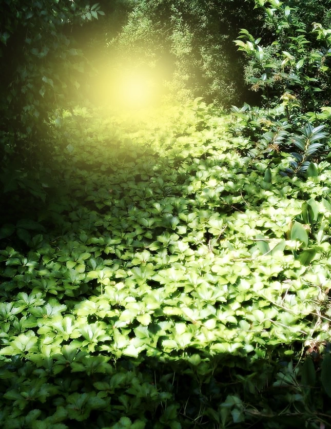 Island Glow.png