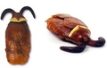 Gross harry potter cockroach clusters.jpg