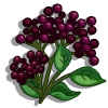 Elderberries-icon