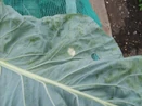 Cabbage Whitefly