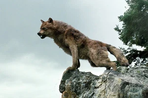 New-3moon-wolf-pack-2