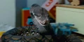 Dhnagini.jpg