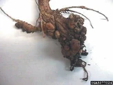 Cabbage Club Root
