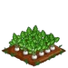 Sugar Beets 100