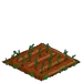 Chickpea 33