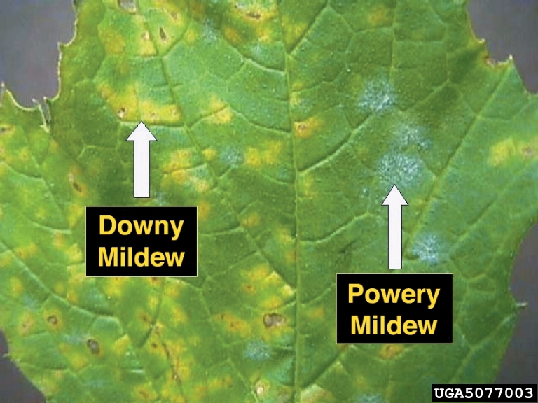 Rosemary Powdery Mildew