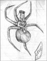 BlackwidowsketchKQ6