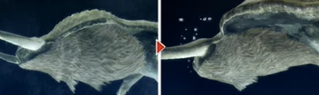 Ceadeus-Beard.png