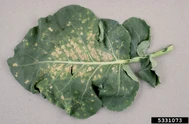 Broccoli Downy Mildew