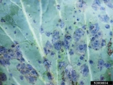 Cabbage Leaf Spot