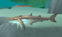 Image of Barbfin Skimmer