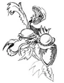 ThreeheadedplantsketchKQ7