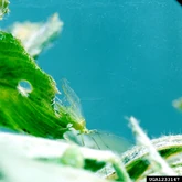 Pea Aphid