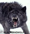 BLACK[BW]WOLF