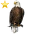 Item baldeaglegold 02.png