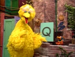 3449bigbirdq