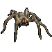 Desert Spider