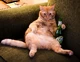 Beer-cat.jpg