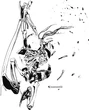 Amano skeleton