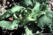 Lettuce Aster Yellows