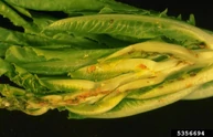 Lettuce Aster Yellows 2
