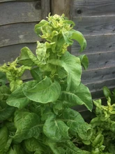 Lettuce Bolting