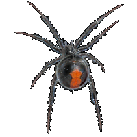 Huge item RedBackedSpider 01.gif